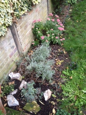 Pretty in pink & the makings of a rockery.